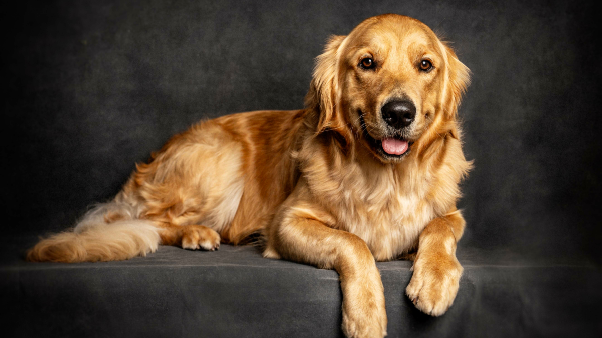 Golden Retriever dog at Okanagan Groom n Go, showcasing a clean and well-groomed appearance