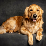 Golden Retriever dog at Okanagan Groom n Go, showcasing a clean and well-groomed appearance