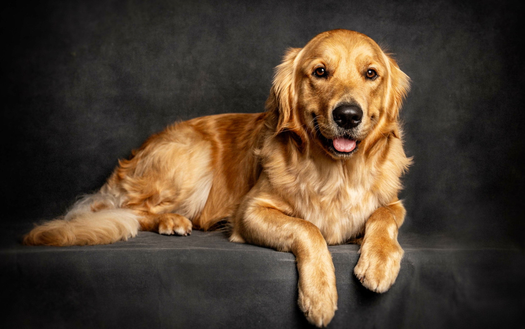 Golden Retriever dog at Okanagan Groom n Go, showcasing a clean and well-groomed appearance