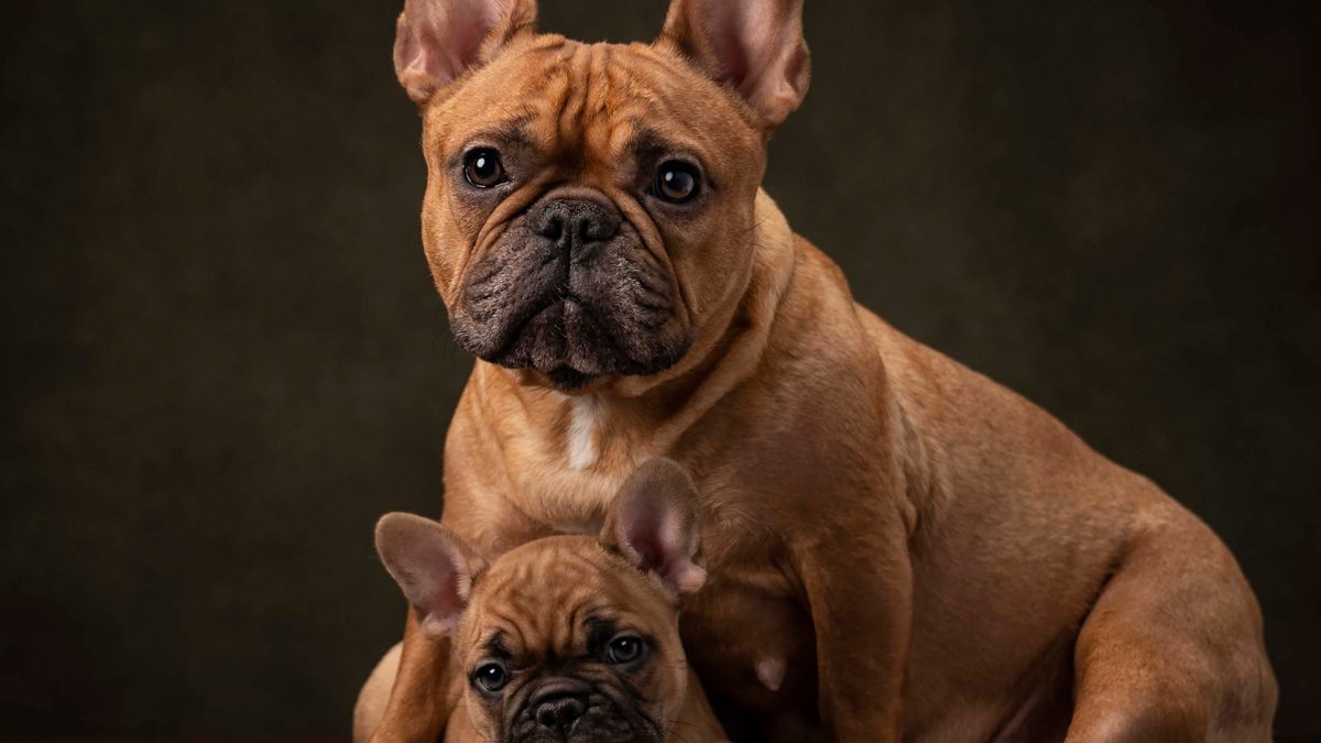 A French bulldog lovingly gazes at her adorable puppy, showcasing their close bond and affection