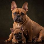 A French bulldog lovingly gazes at her adorable puppy, showcasing their close bond and affection