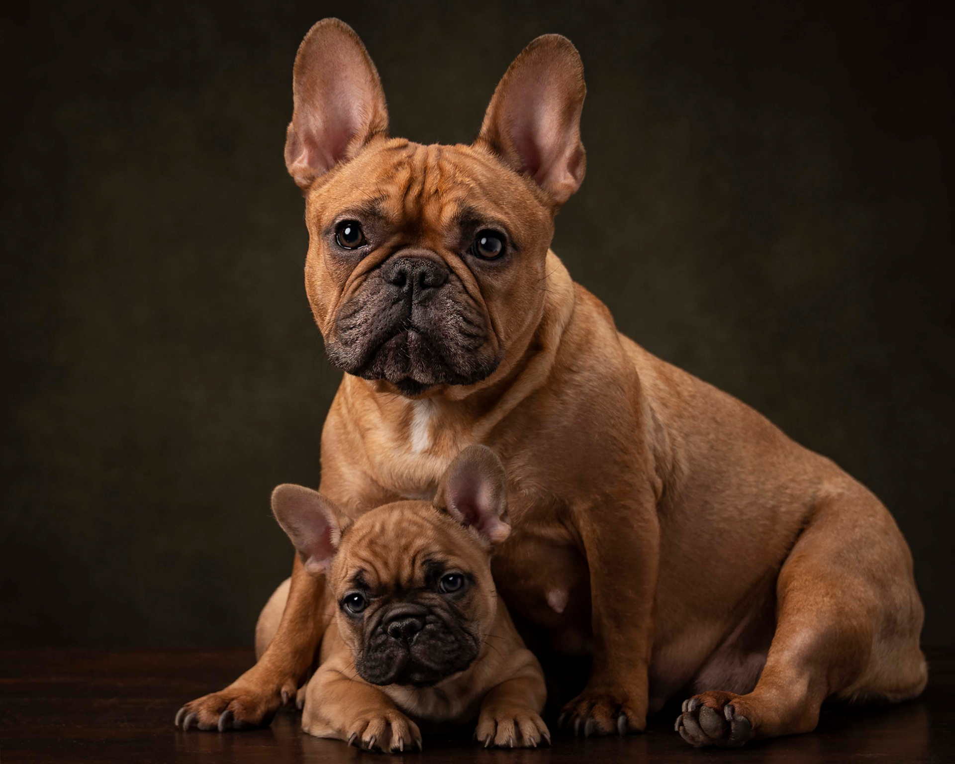 A French bulldog lovingly gazes at her adorable puppy, showcasing their close bond and affection