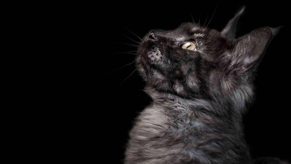 A curious cat gazes upward at a delicate butterfly against a stark black background