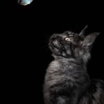 A curious cat gazes upward at a delicate butterfly against a stark black background