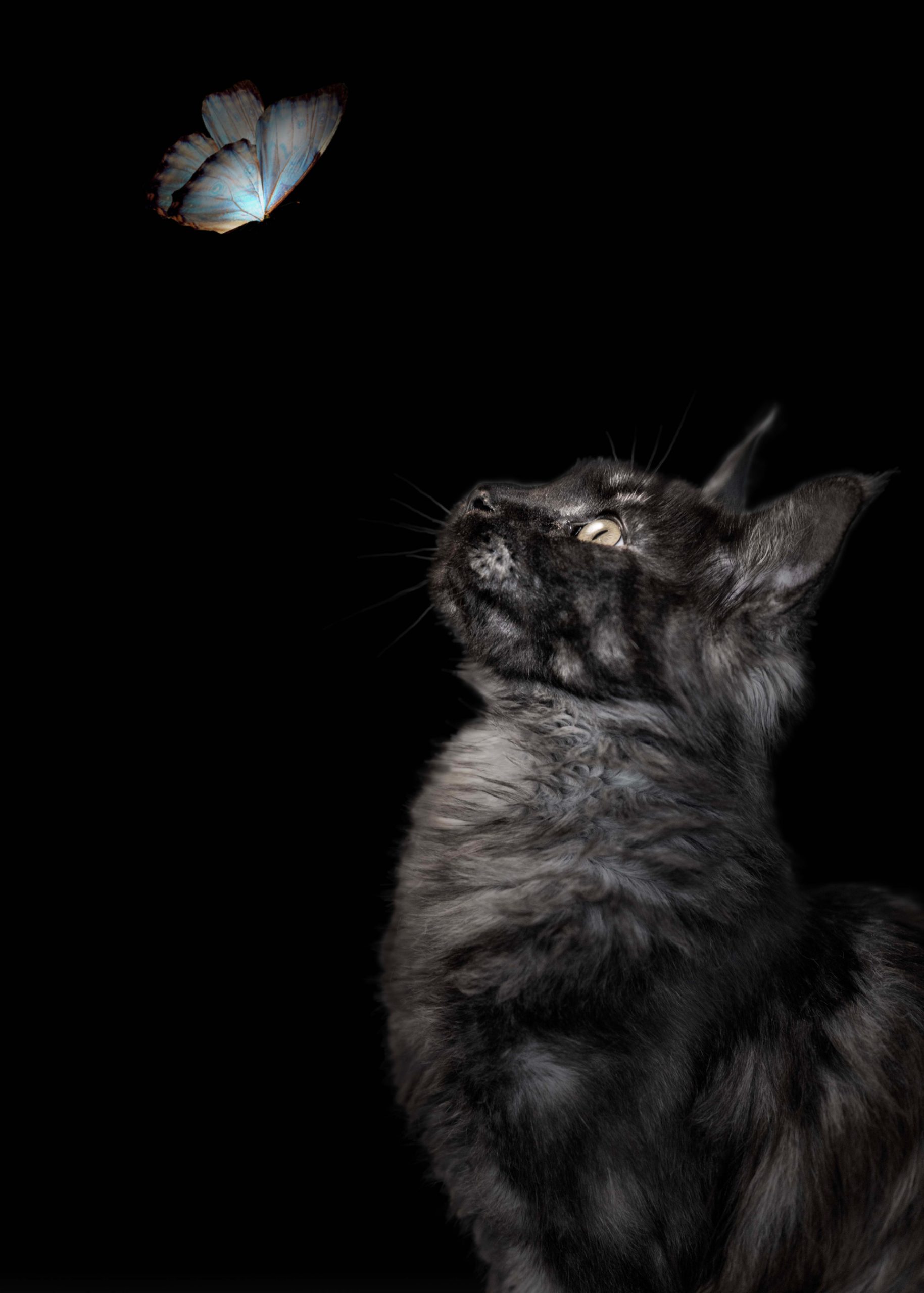 A curious cat gazes upward at a delicate butterfly against a stark black background