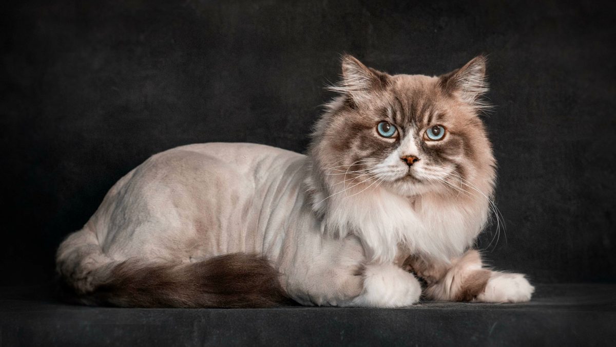 A blue-eyed cat sits gracefully against a stark black background, highlighting its striking features and elegant posture
