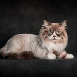 A blue-eyed cat sits gracefully against a stark black background, highlighting its striking features and elegant posture