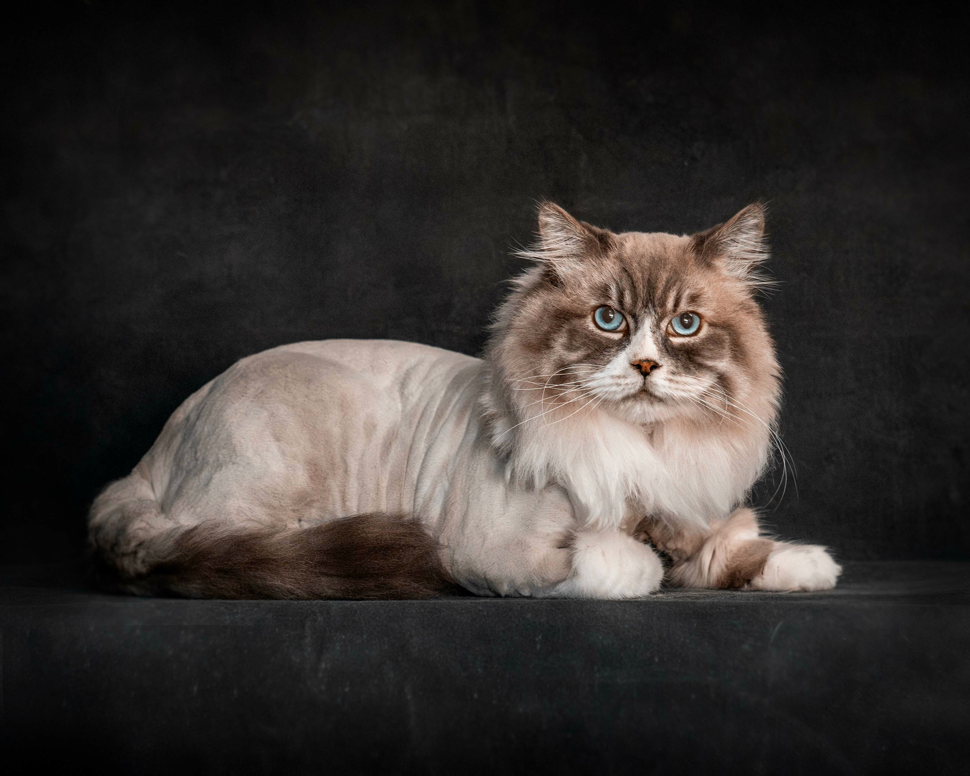 A blue-eyed cat sits gracefully against a stark black background, highlighting its striking features and elegant posture