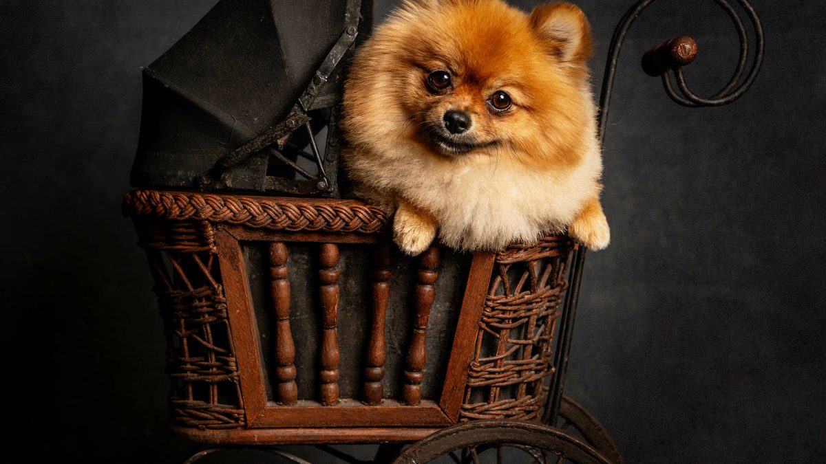 A dog comfortably seated in a baby carriage, showcasing the unique service of Okanagan Groom n Go