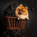 A dog comfortably seated in a baby carriage, showcasing the unique service of Okanagan Groom n Go