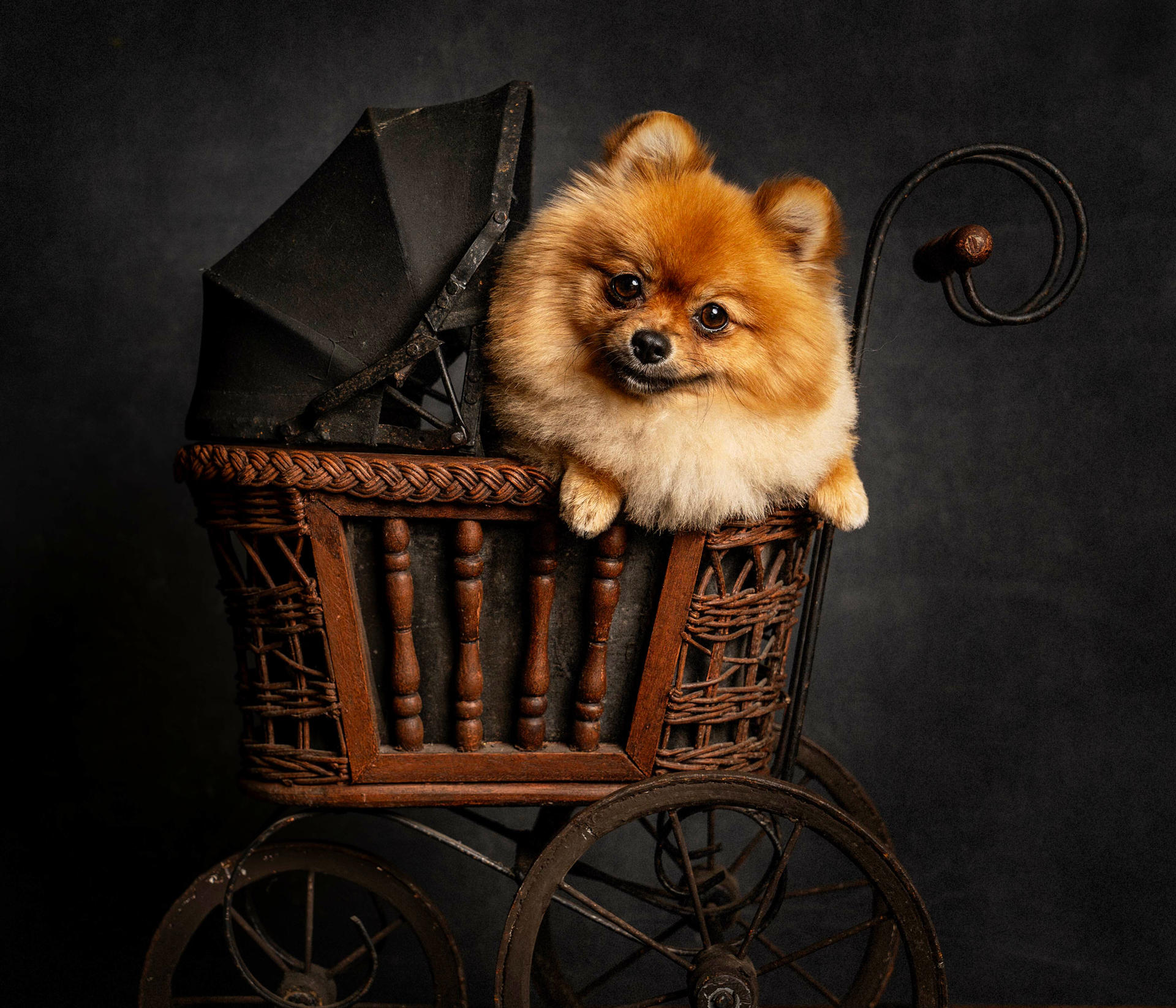 A dog comfortably seated in a baby carriage, showcasing the unique service of Okanagan Groom n Go