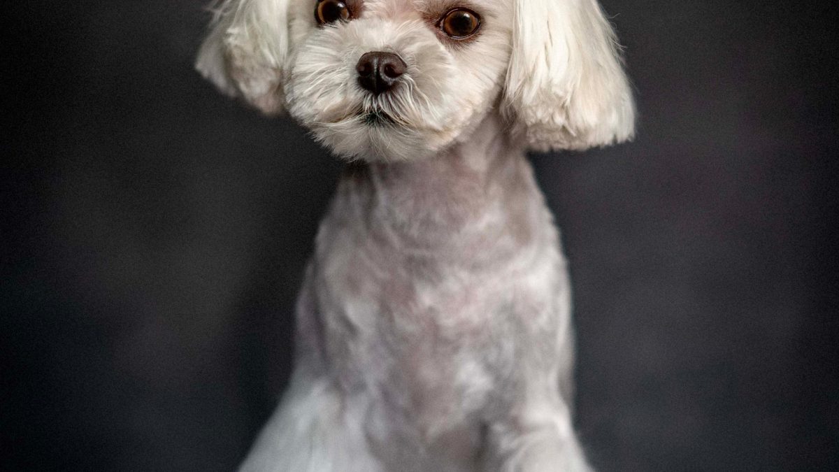 A white dog adorned with a bow on its head, exuding charm and playfulness