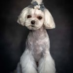 A white dog adorned with a bow on its head, exuding charm and playfulness