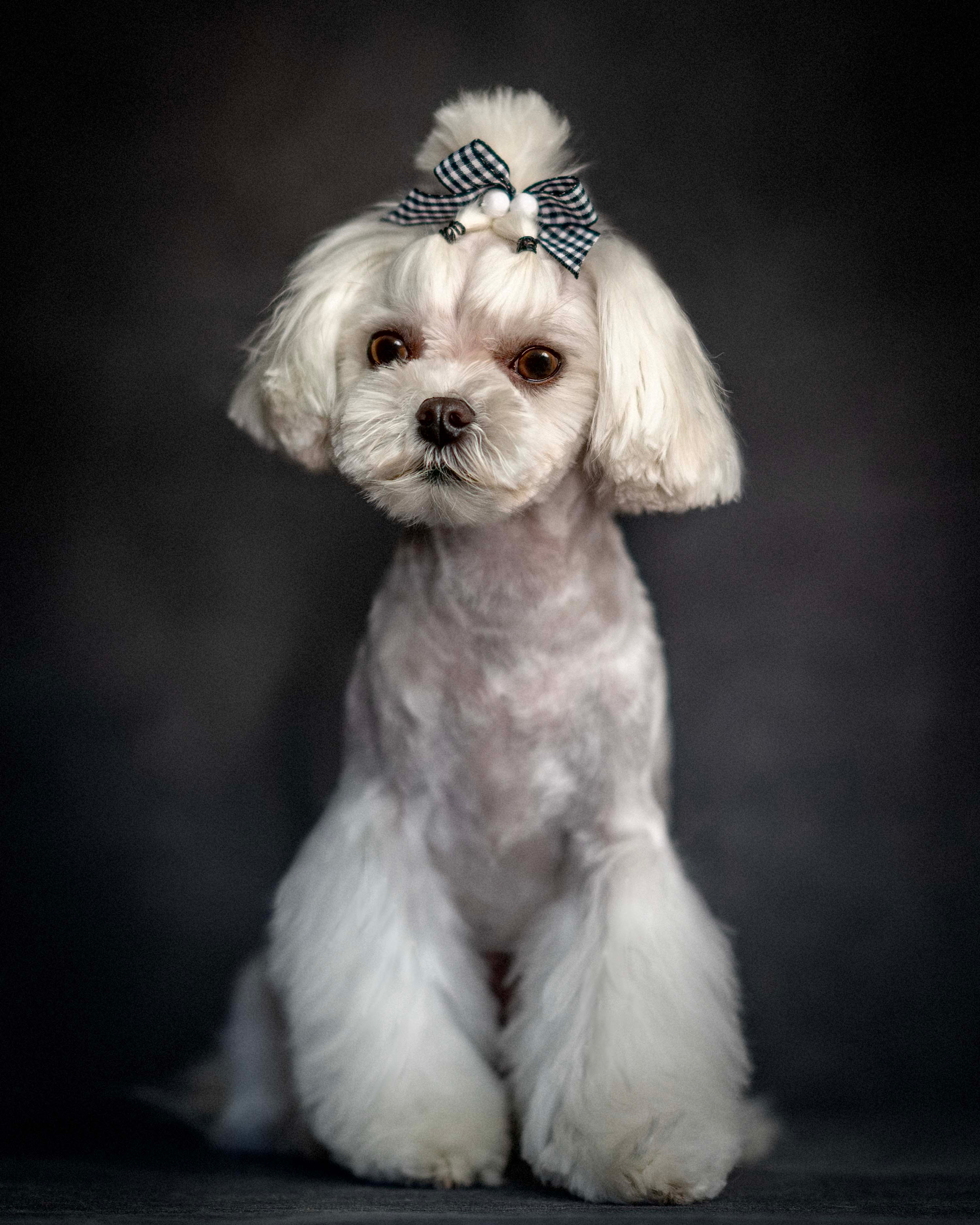 A white dog adorned with a bow on its head, exuding charm and playfulness