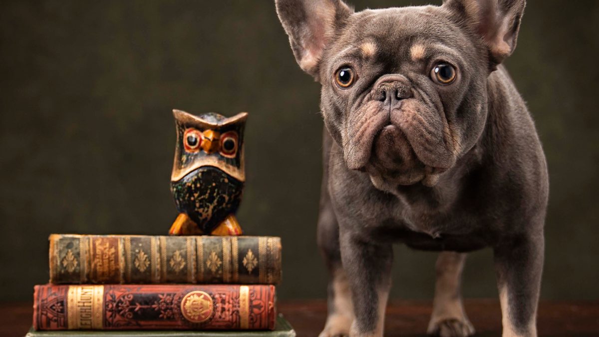 A dog stands beside a stack of books, with an owl perched atop the books, creating a whimsical scene