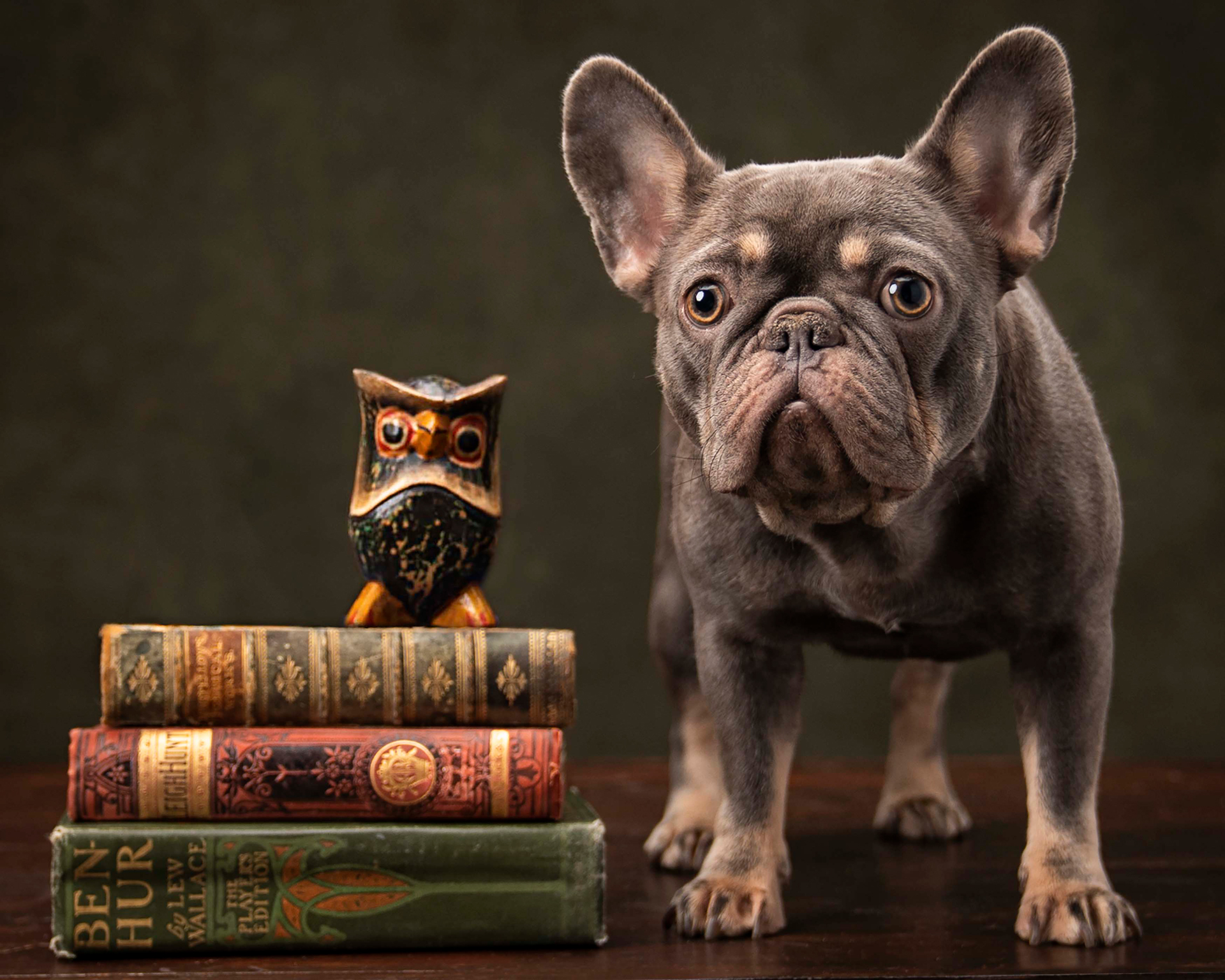 A dog stands beside a stack of books, with an owl perched atop the books, creating a whimsical scene