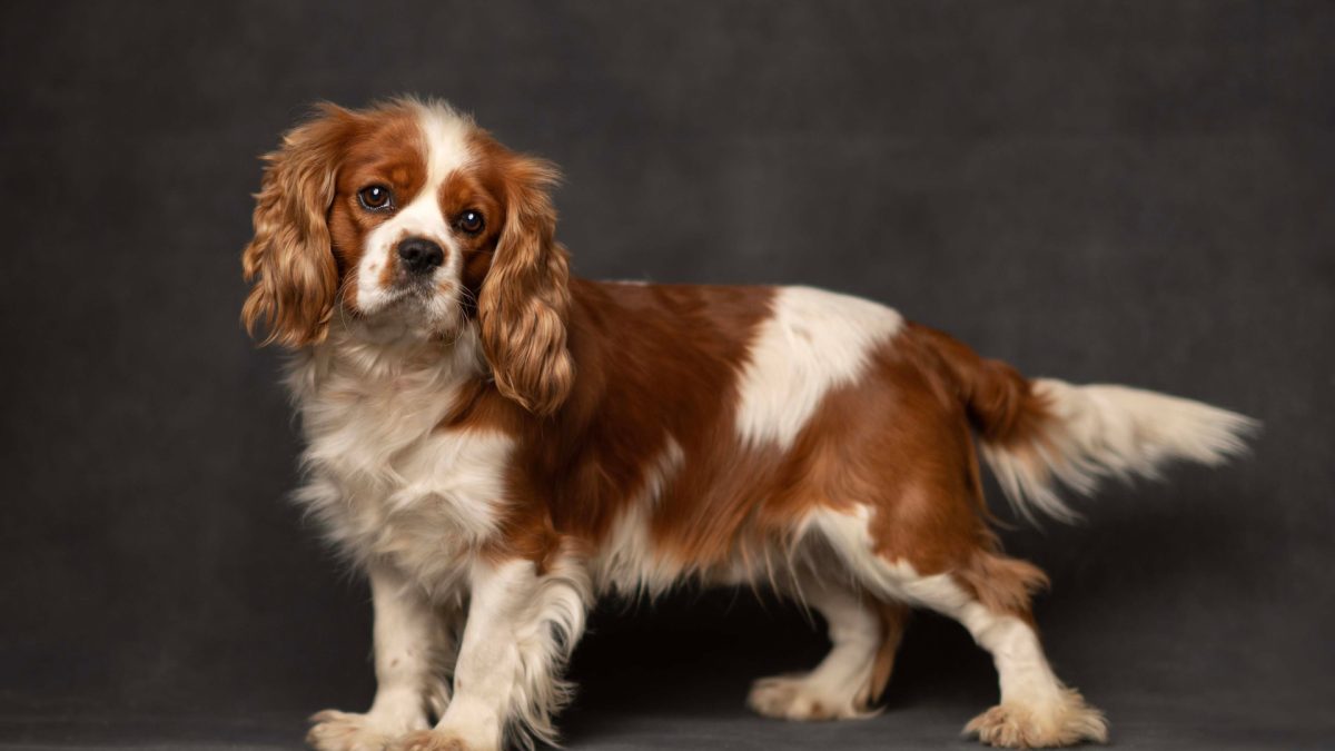 A brown and white dog stands confidently against a solid black background, showcasing its distinct markings and posture