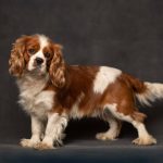 A brown and white dog stands confidently against a solid black background, showcasing its distinct markings and posture