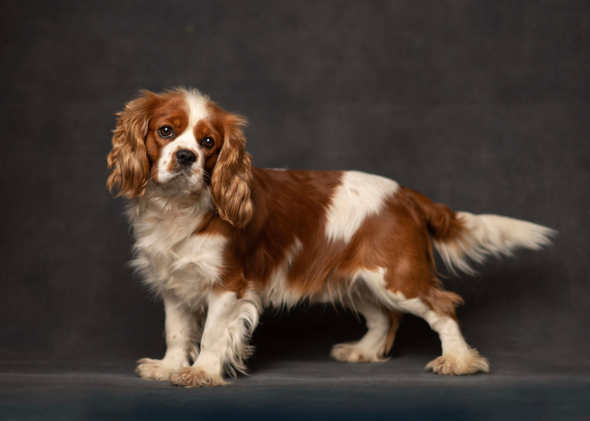 A brown and white dog stands confidently against a solid black background, showcasing its distinct markings and posture