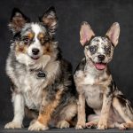 Two dogs sitting side by side against a solid black background, showcasing their companionship and calm demeanor