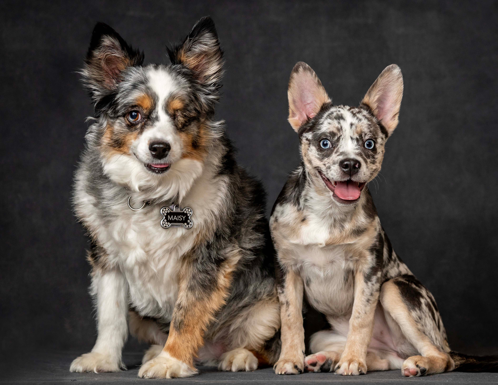 Two dogs sitting side by side against a solid black background, showcasing their companionship and calm demeanor