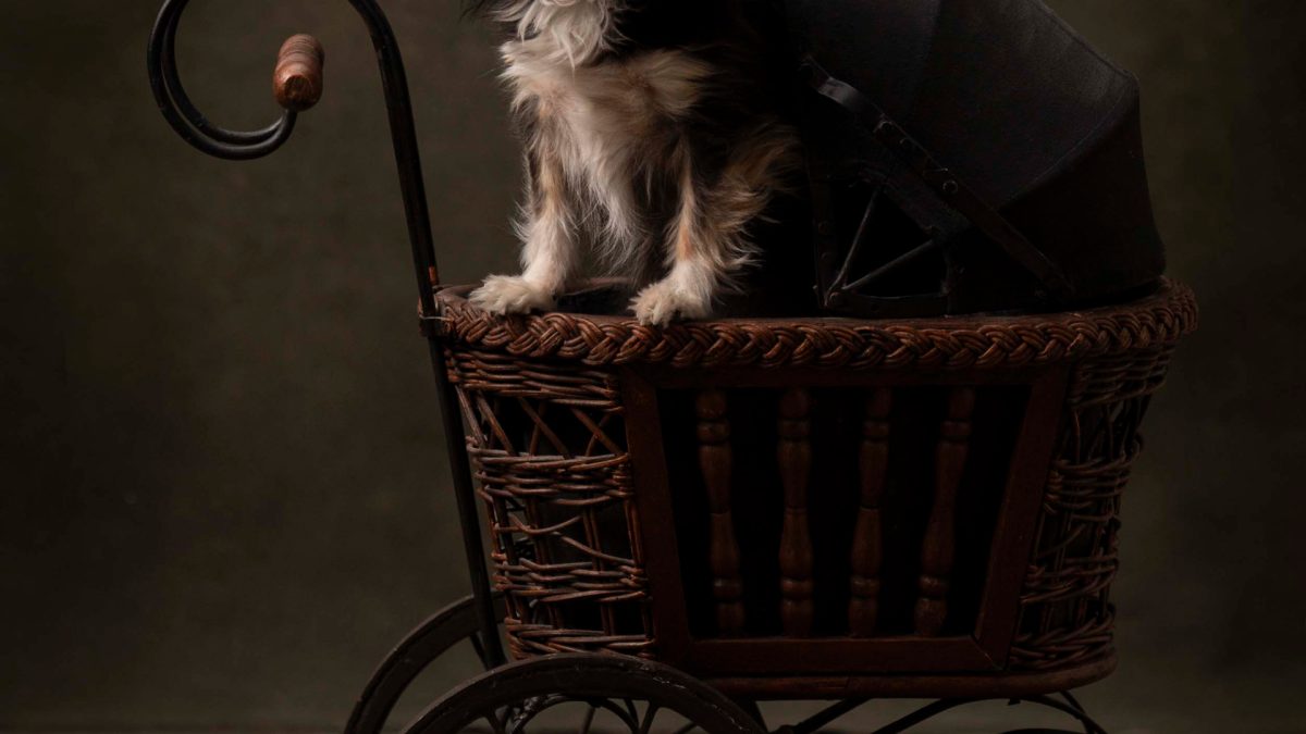 A small dog comfortably seated in a wagon, sheltered by a colorful umbrella overhead