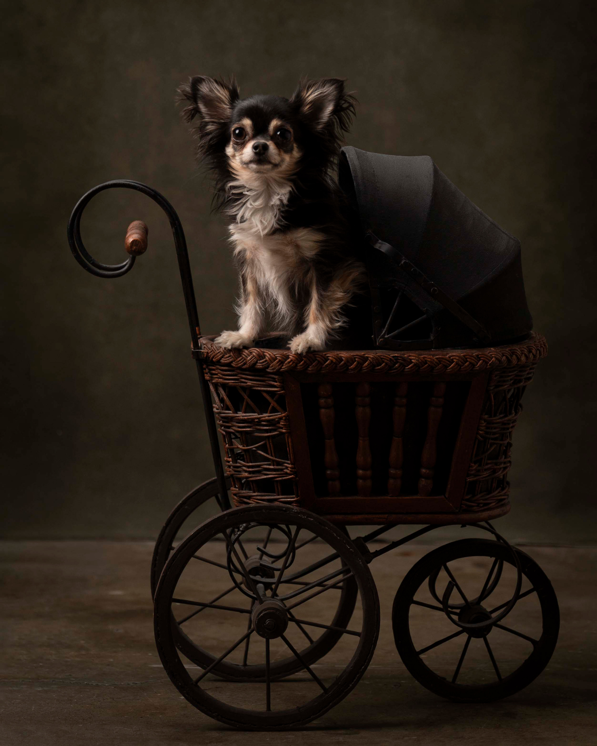 A small dog comfortably seated in a wagon, sheltered by a colorful umbrella overhead