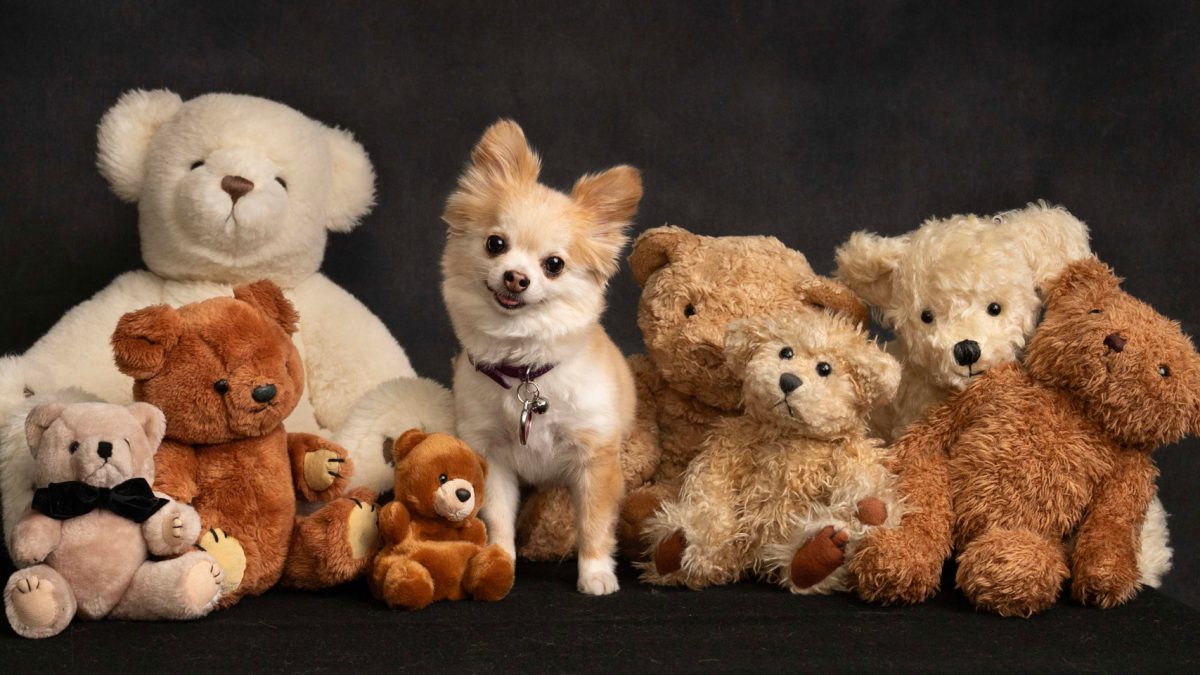 A small dog sits attentively in front of a colorful array of stuffed animals, creating a charming scene