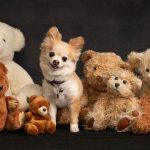 A small dog sits attentively in front of a colorful array of stuffed animals, creating a charming scene