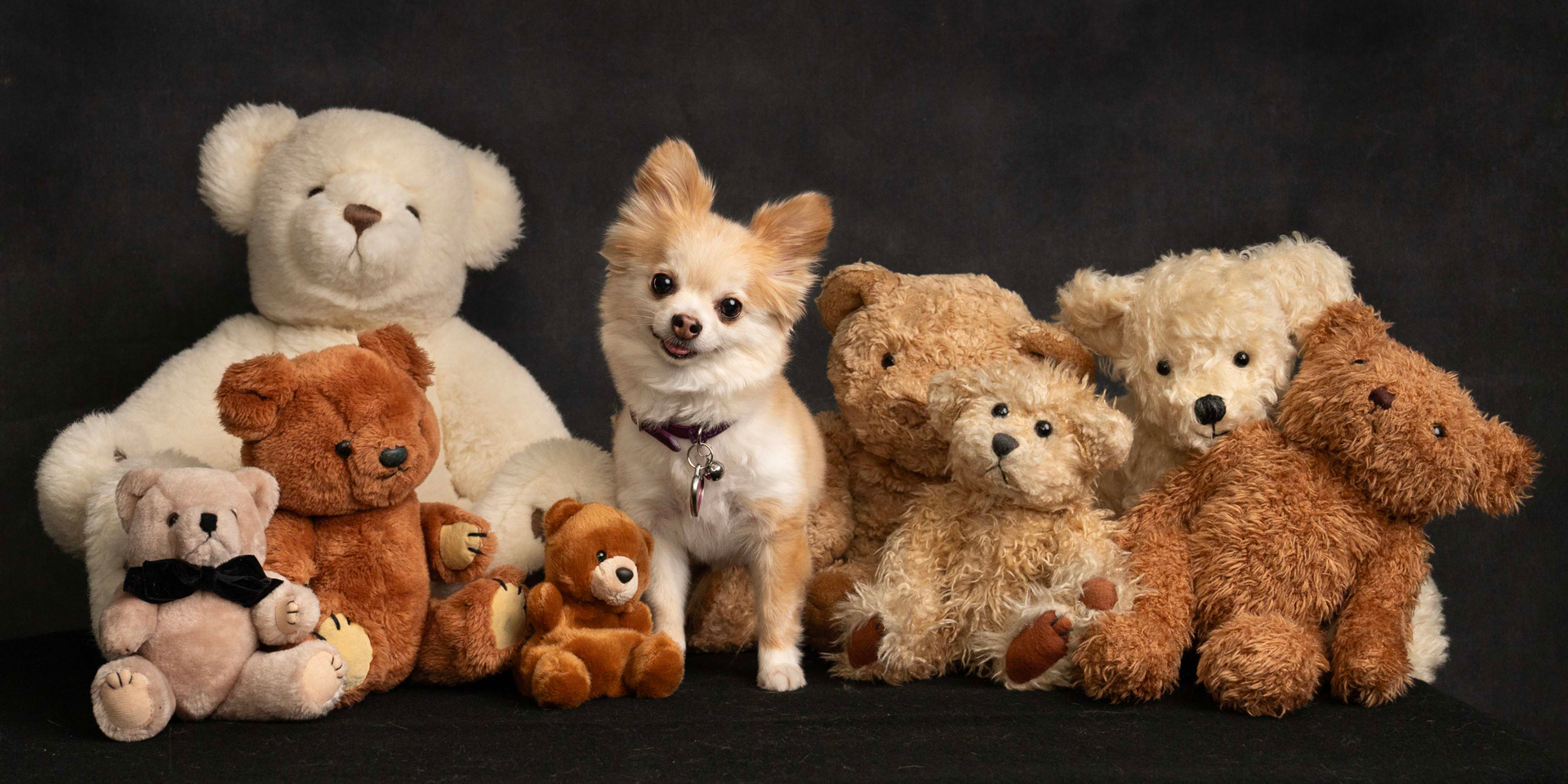 A small dog sits attentively in front of a colorful array of stuffed animals, creating a charming scene