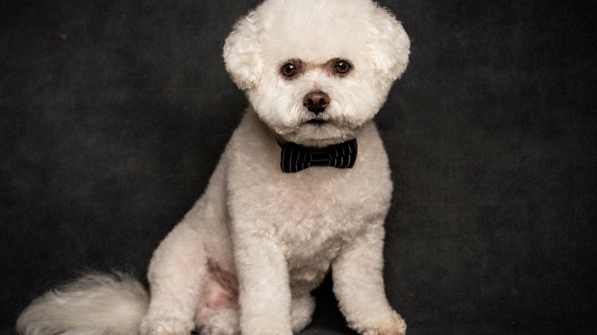 A well-groomed white dog in a bow tie poses elegantly against a black background, showcasing Okanagan Groom n Go services