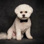 A well-groomed white dog in a bow tie poses elegantly against a black background, showcasing Okanagan Groom n Go services