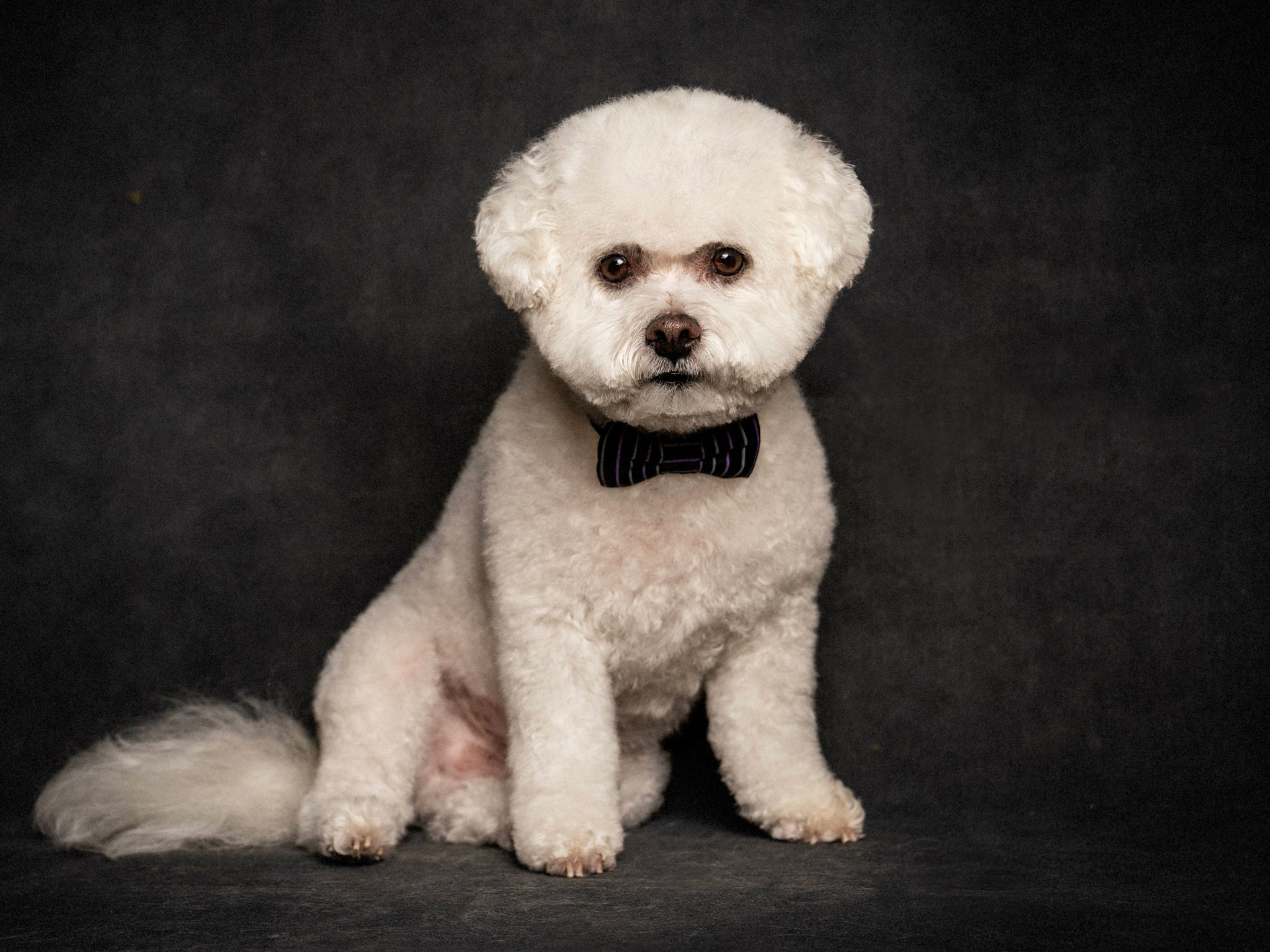 A well-groomed white dog in a bow tie poses elegantly against a black background, showcasing Okanagan Groom n Go services