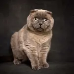 Full Grooming Service
