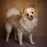 Full Grooming Service
