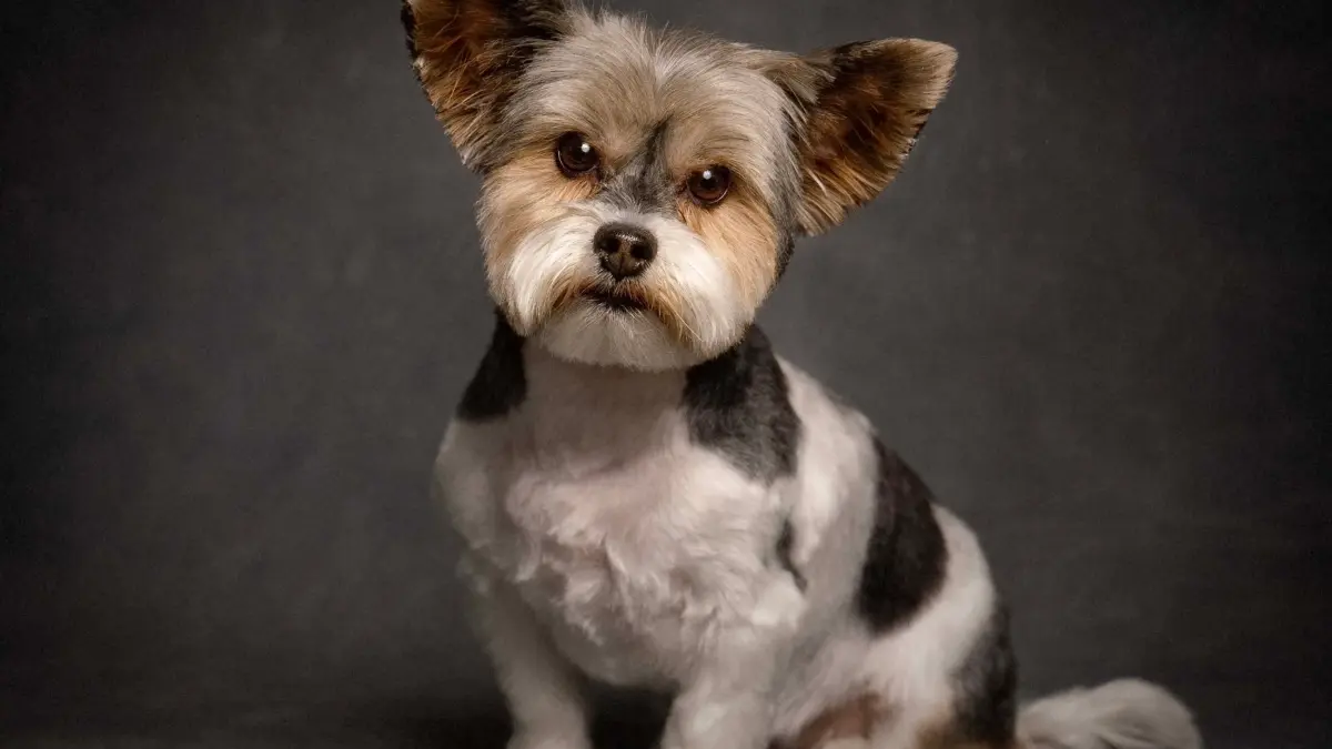 Full Grooming Service