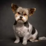 Full Grooming Service