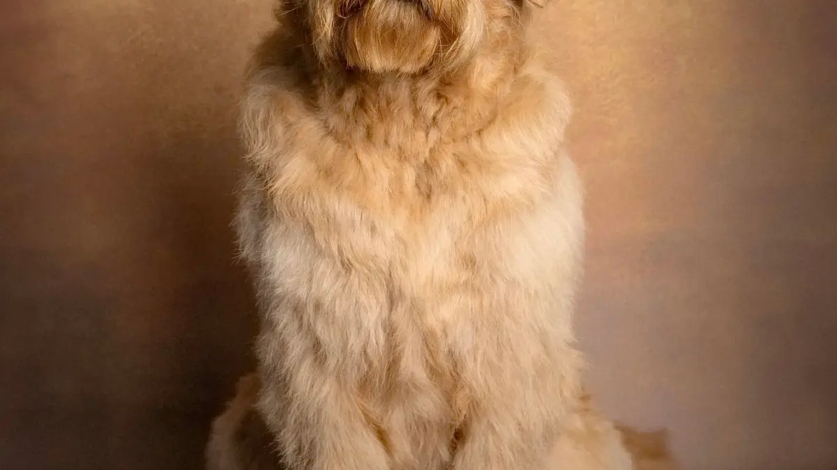 Full Grooming Service