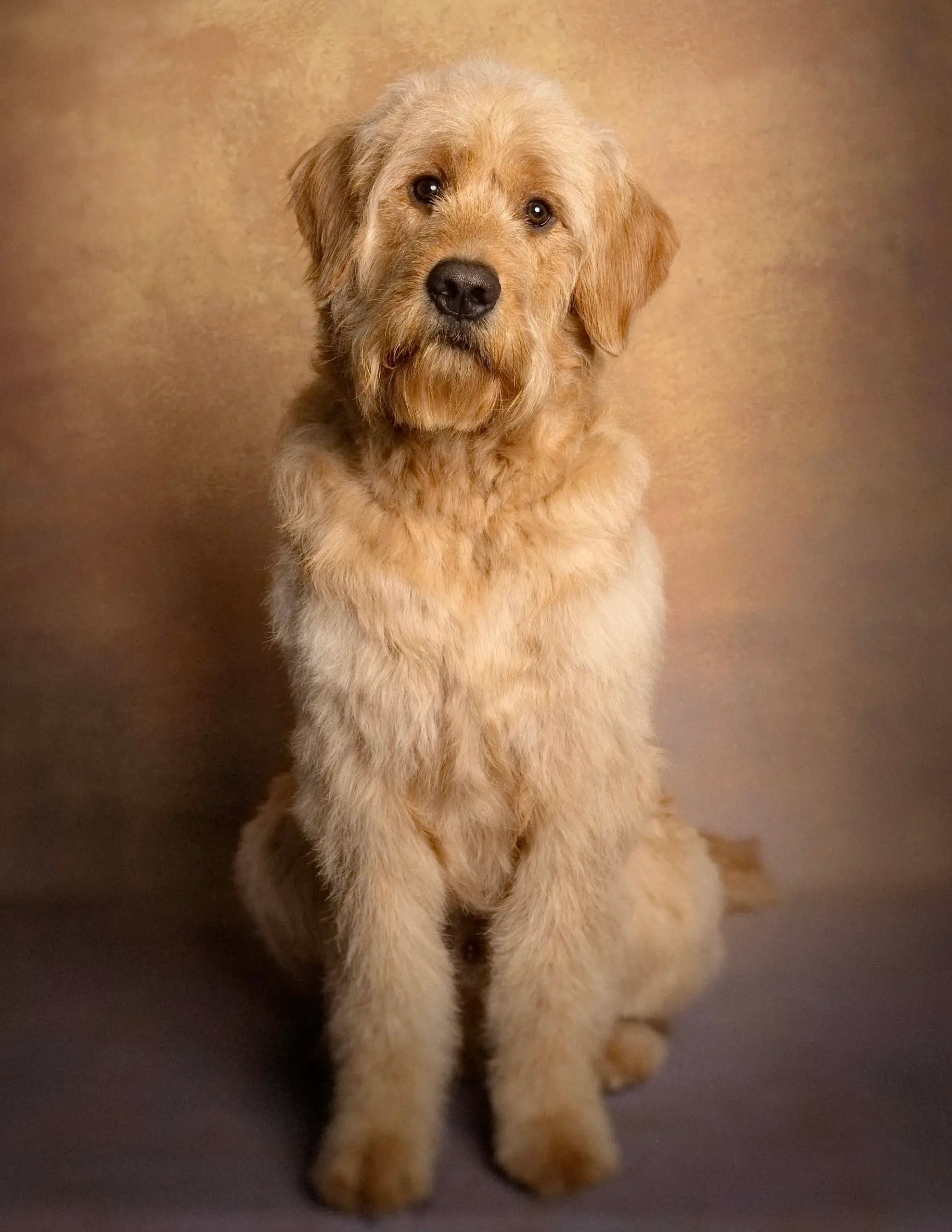 Full Grooming Service