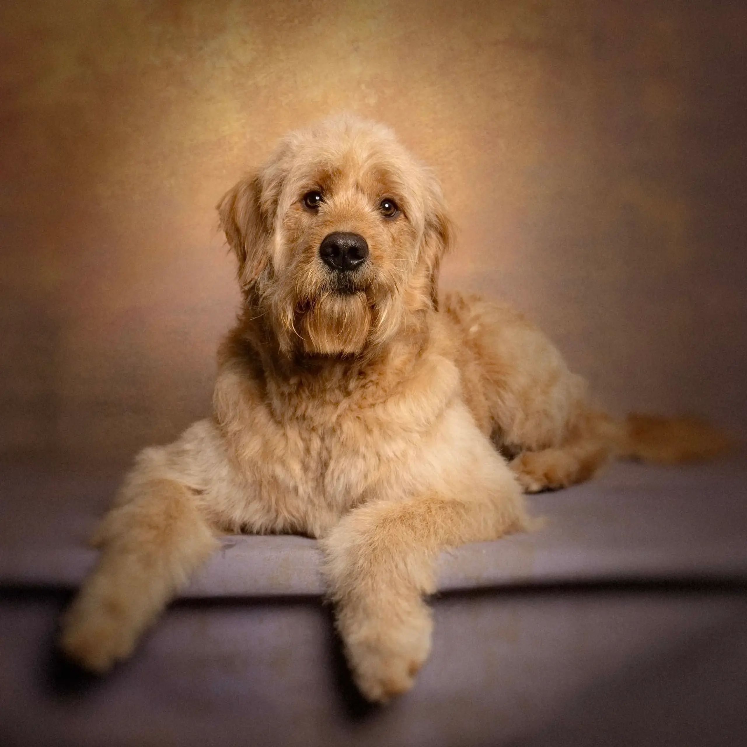 Full Grooming Service