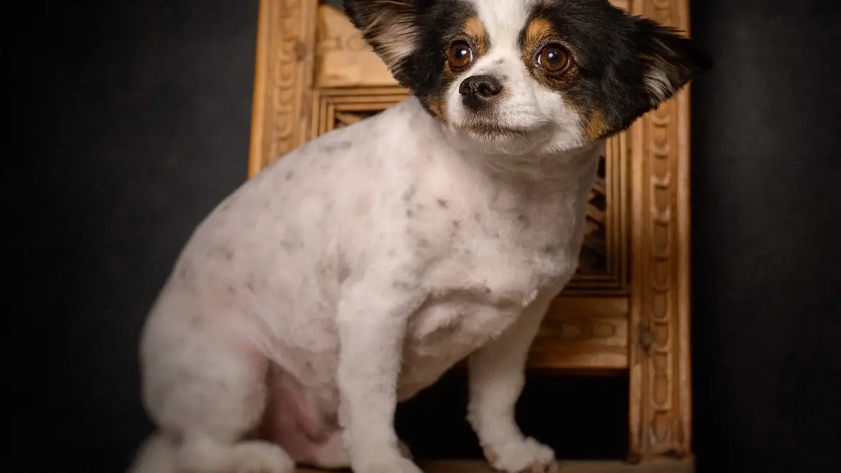 Full Grooming Service