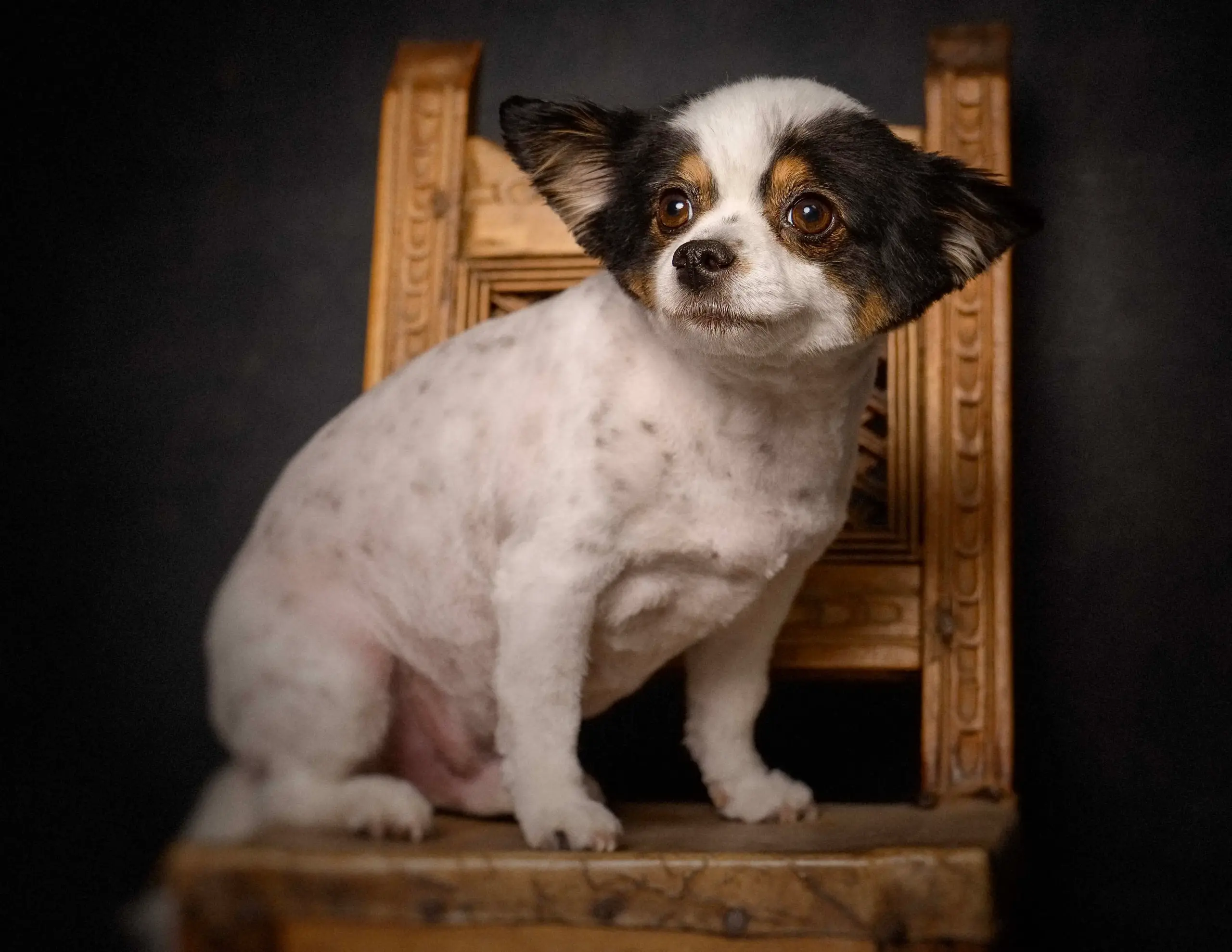 Full Grooming Service