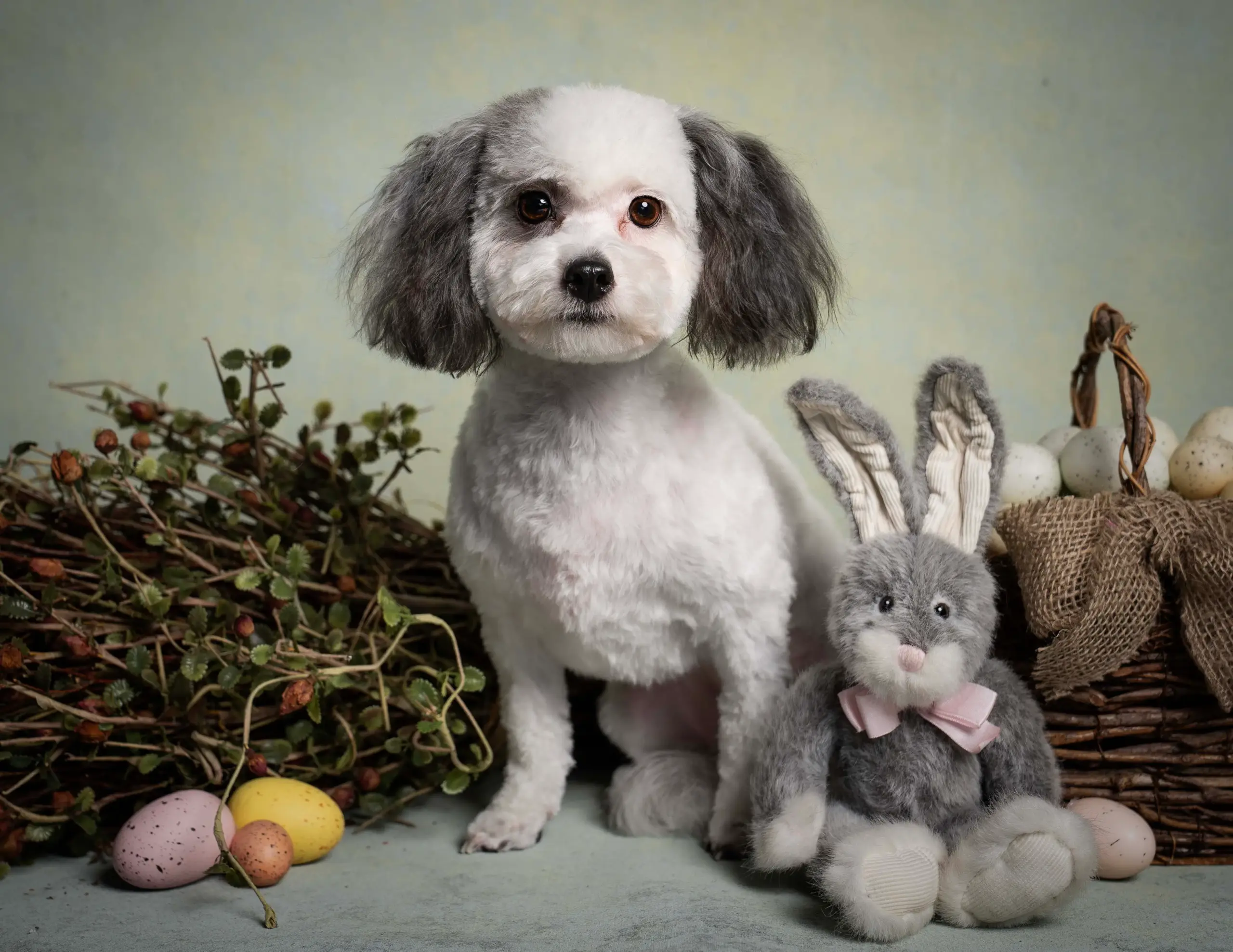 Full Grooming Service