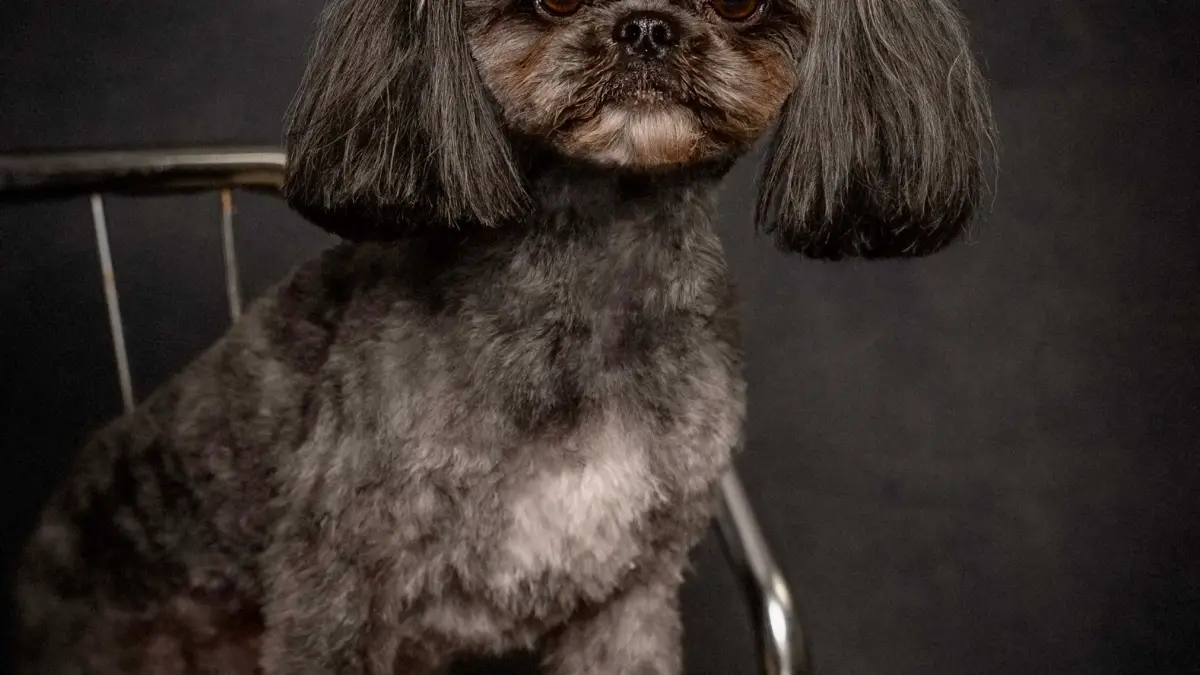 Full Grooming Service