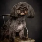 Full Grooming Service
