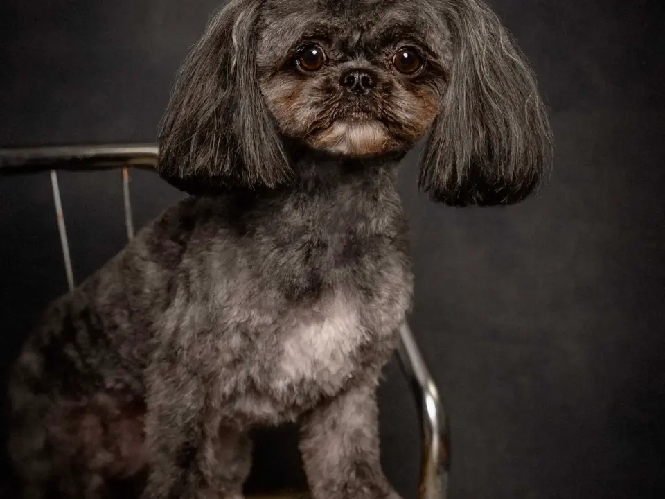 Full Grooming Service