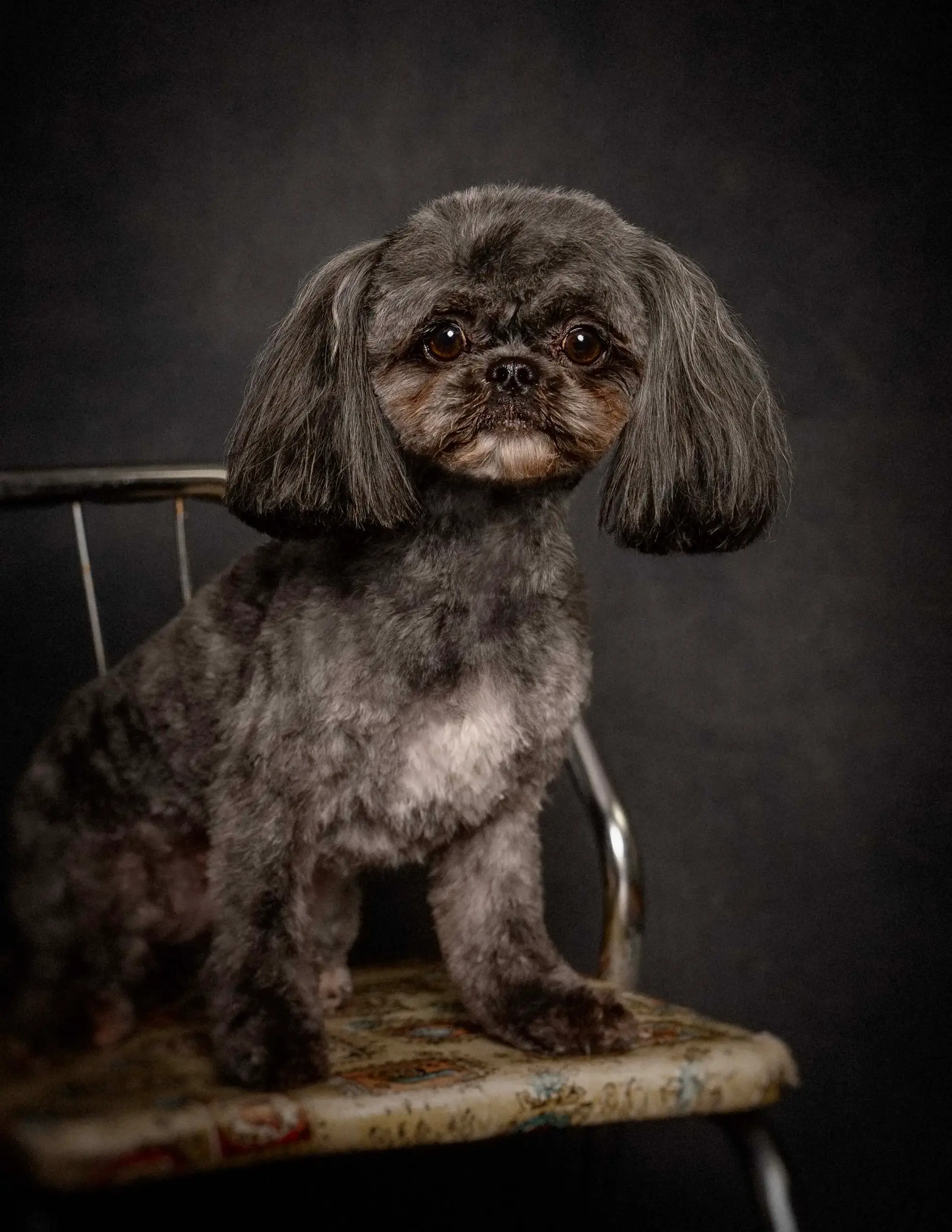 Full Grooming Service