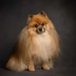 Full Grooming Service